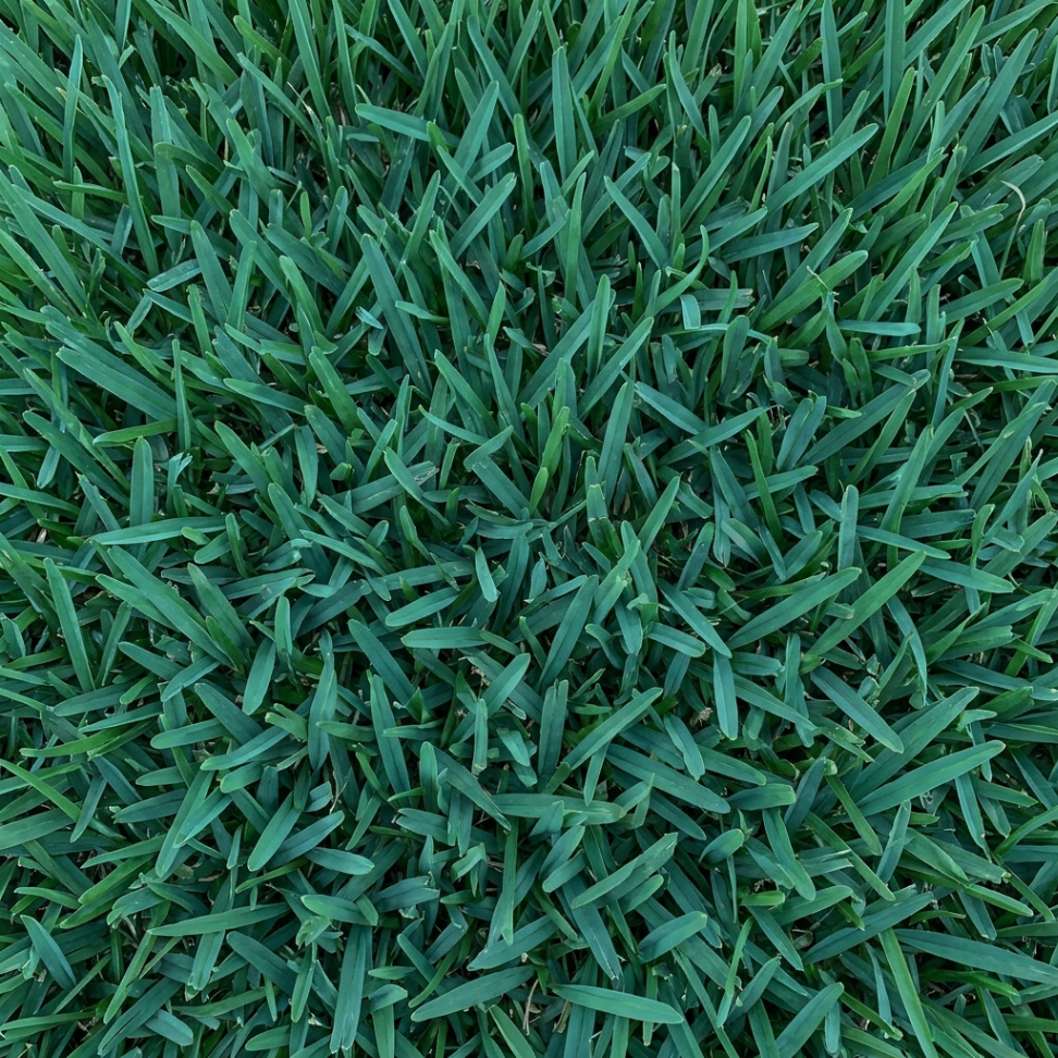 Citra Blue sod close-up