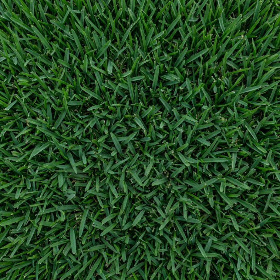 Provista sod close-up