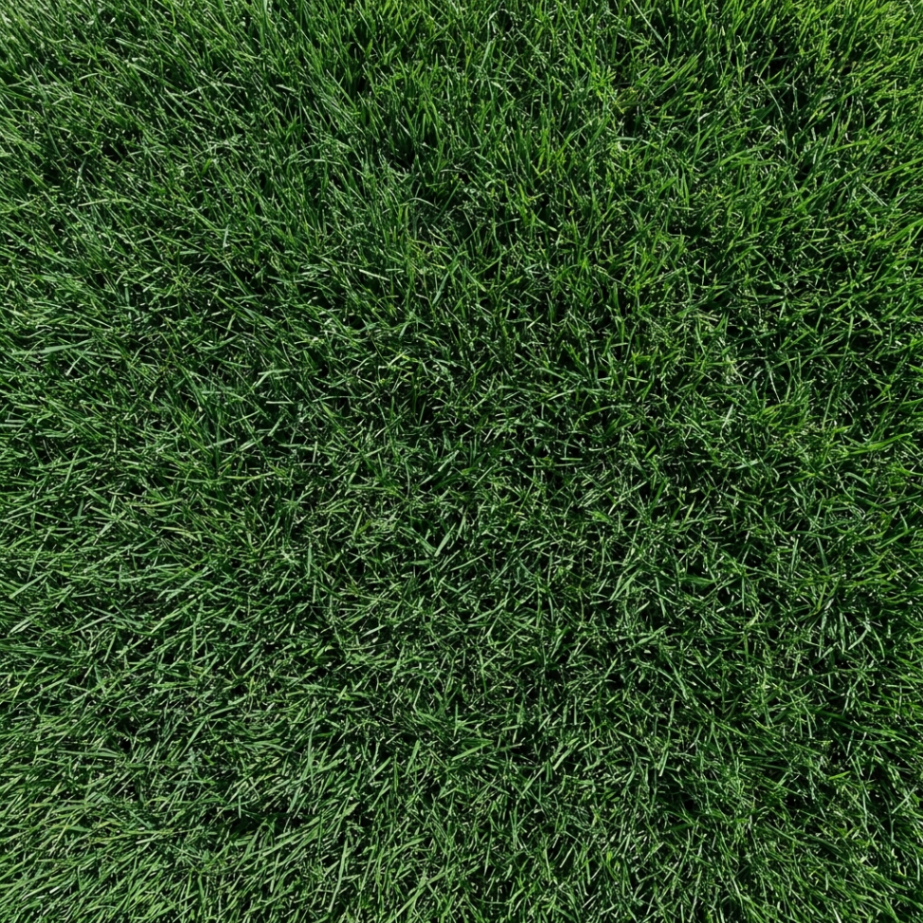 Empire Zoysia sod close-up