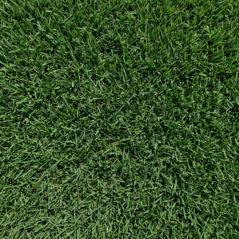 Seville sod close-up