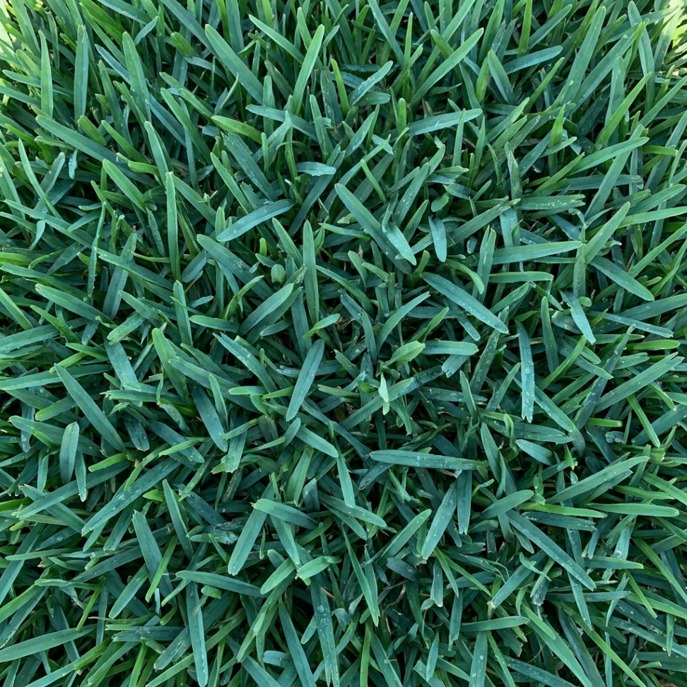 Bitter Blue sod close-up