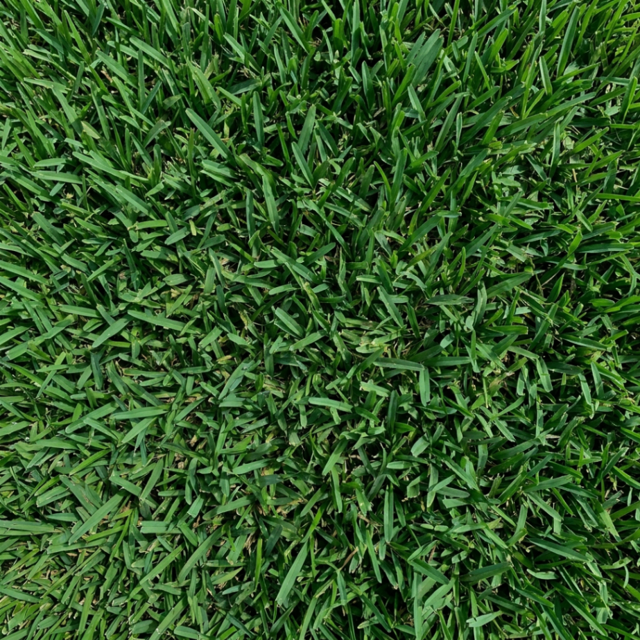 St. Augustine sod close-up