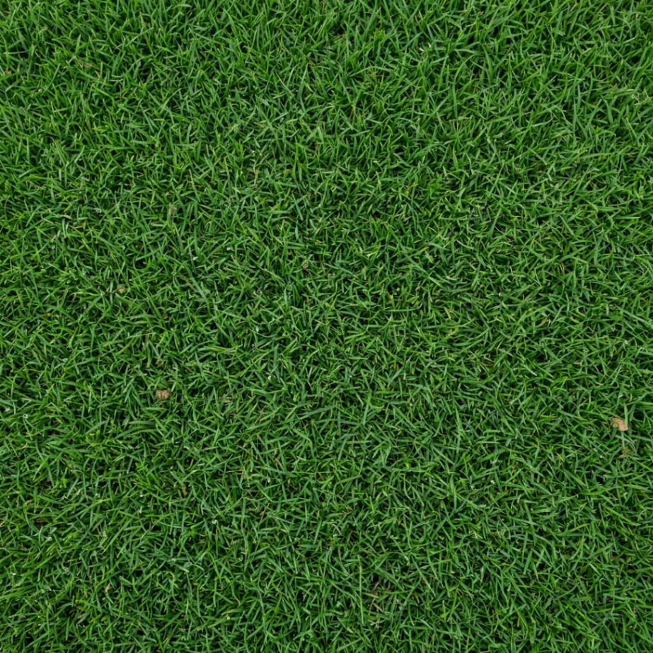 Bermuda sod close-up
