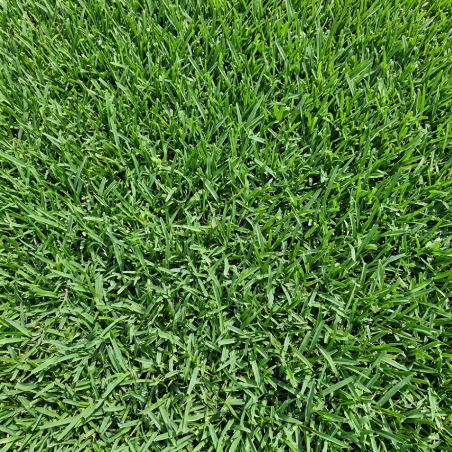 Palmetto sod close-up