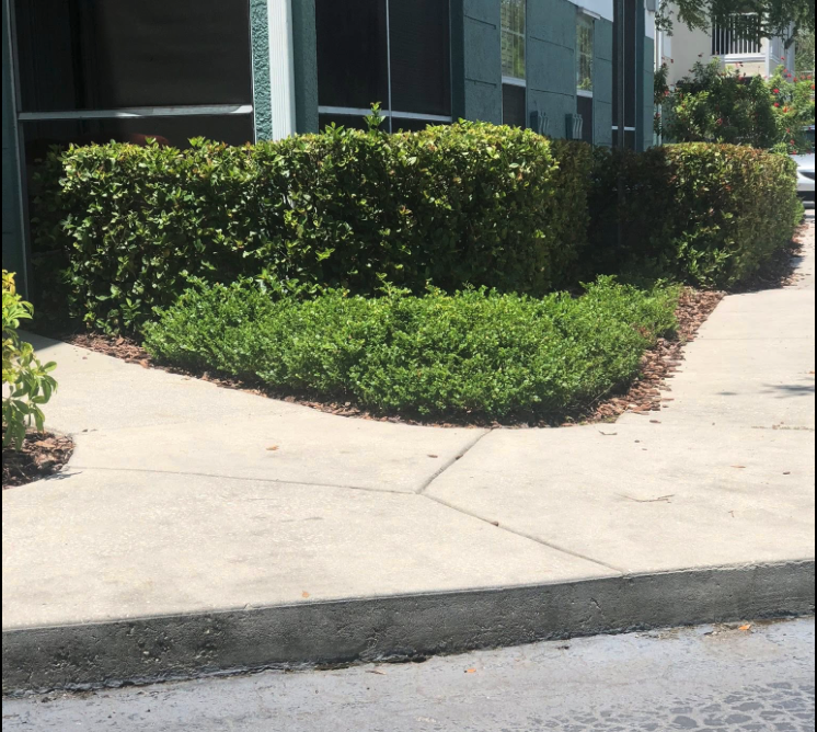 Detailed hedge trim work along a Florida property